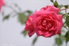 Rose (3)