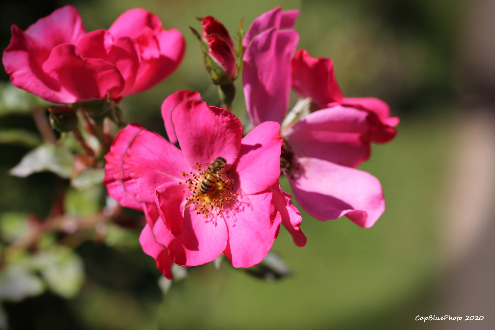 Rose 3 mit Besuch im Rosengarten Beutig Baden-Baden