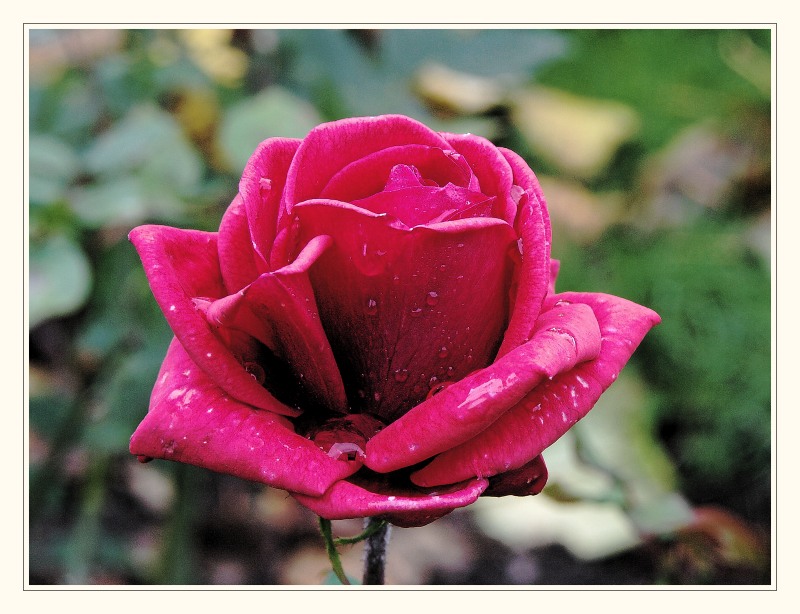 Rose ...# 3051_1_c