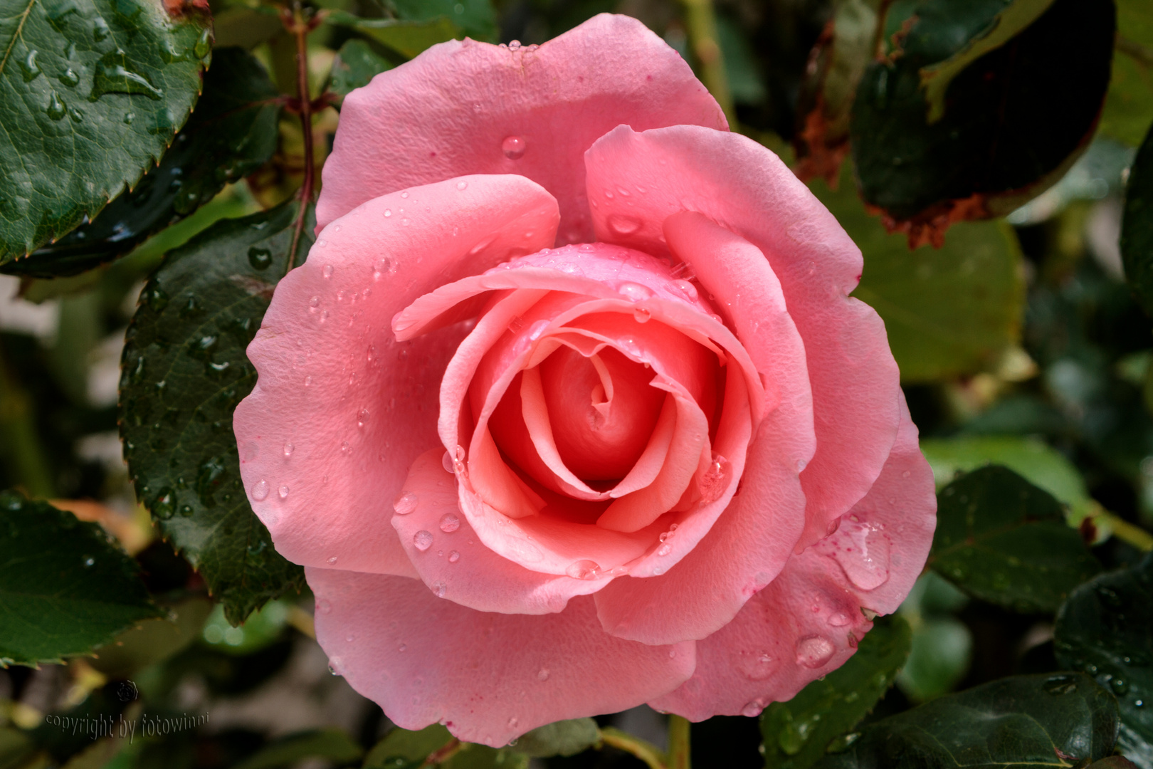 Rose 32