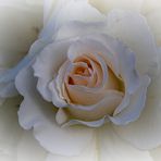 Rose 34