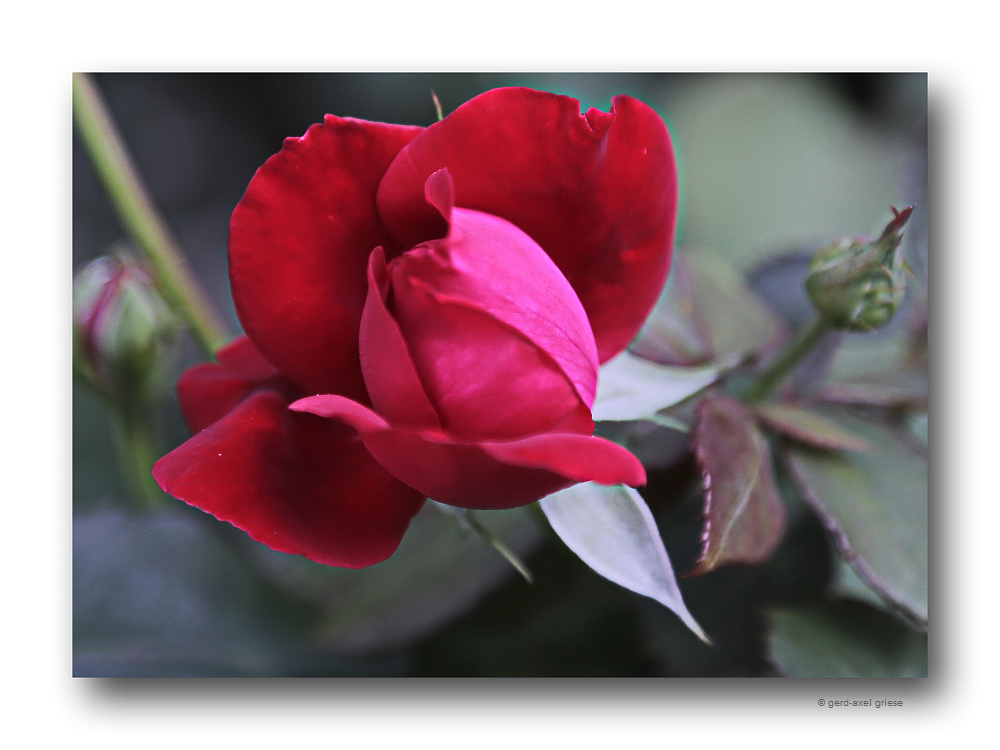 Rose # 3433