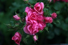 Rose # 3514