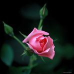 Rose # 3532