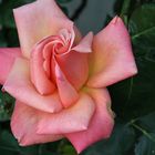 Rose # 3591