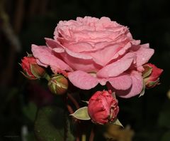 Rose