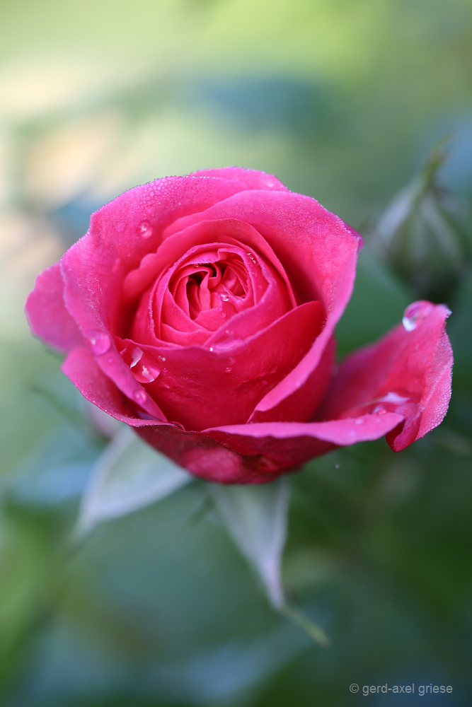Rose # 3808