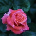 Rose # 3831