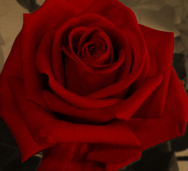 ~rose~