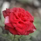 Rose (: