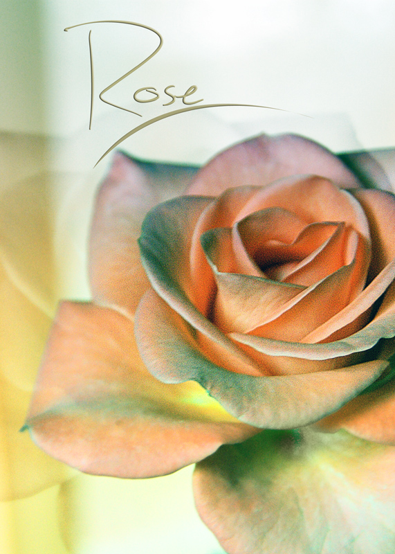 rose