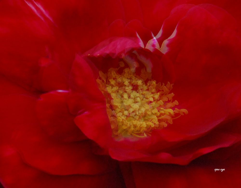 Rose -  3D Intertlaced Bild an einem Polfilter Monitor oder 3D TV anschauen.