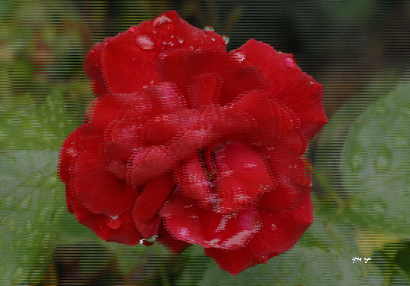  Rose - 3D Intertlaced Bild an einem Polfilter Monitor oder 3D TV anschauen.