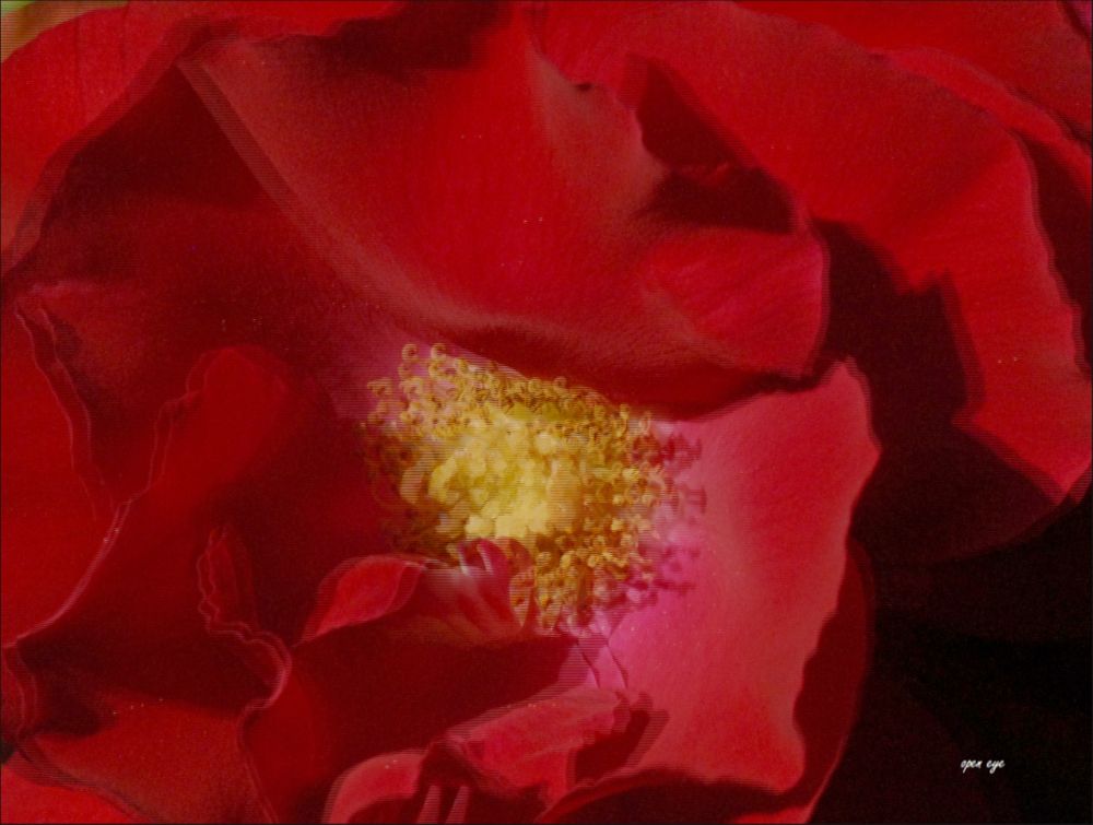 Rose -  3D Intertlaced Bild an einem Polfilter Monitor oder 3D TV anschauen.