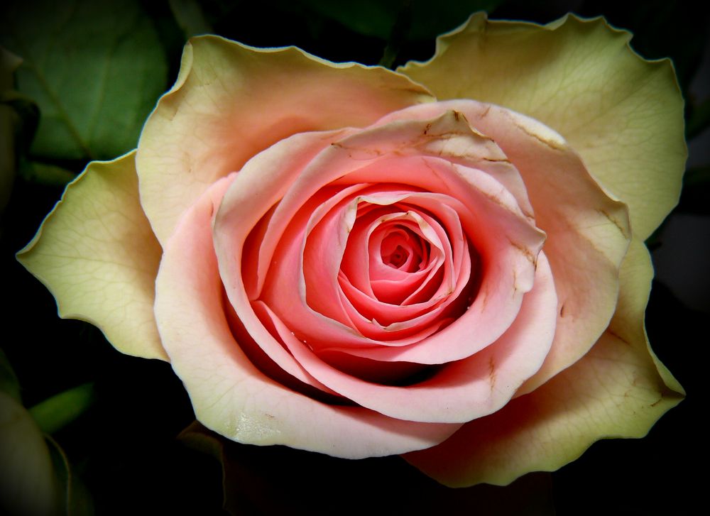 Rose von Bettina Hortig 