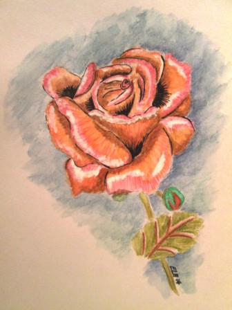 Rose