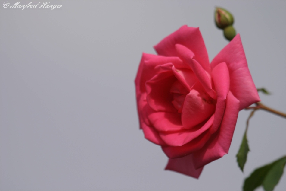 Rose (4)