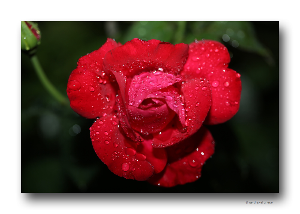 Rose # 4062