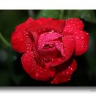 Rose # 4062