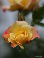 Rose # 4068