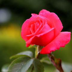 Rose # 4096