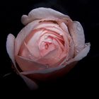 Rose`