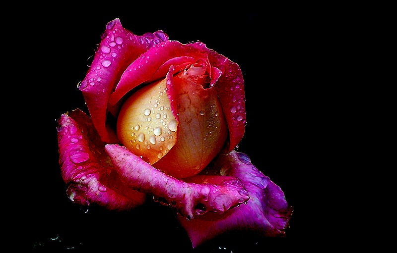 rose......