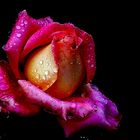 rose......