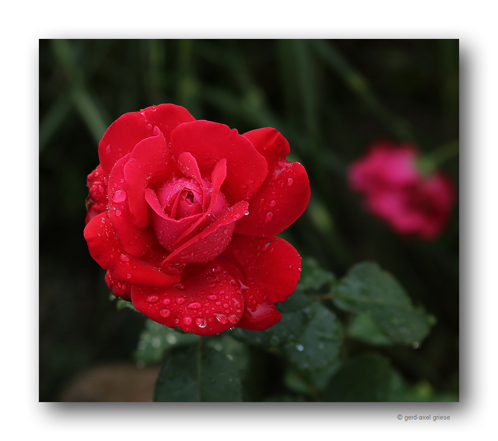 Rose # 4634