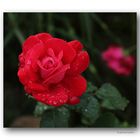 Rose # 4634