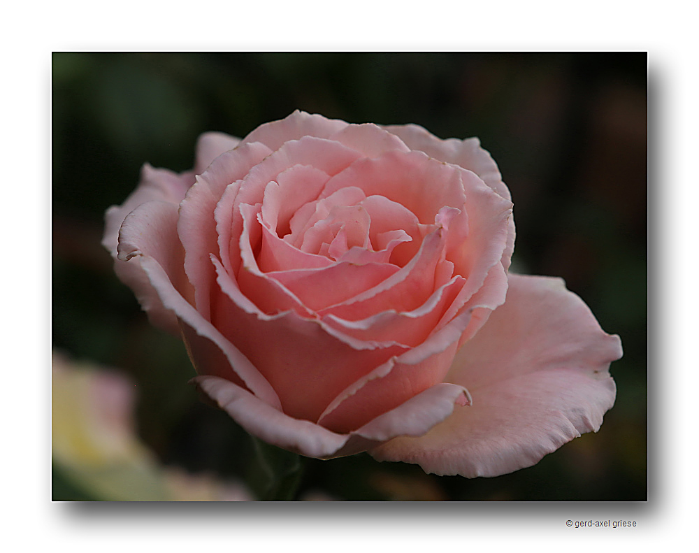 Rose # 4646