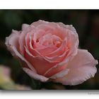 Rose # 4646