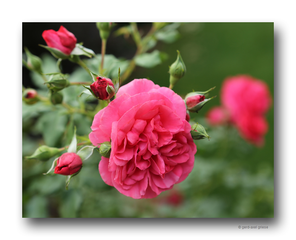 Rose # 4655