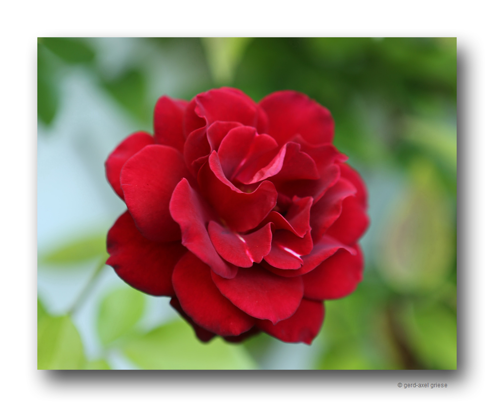 Rose # 4656