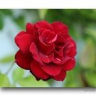 Rose # 4656