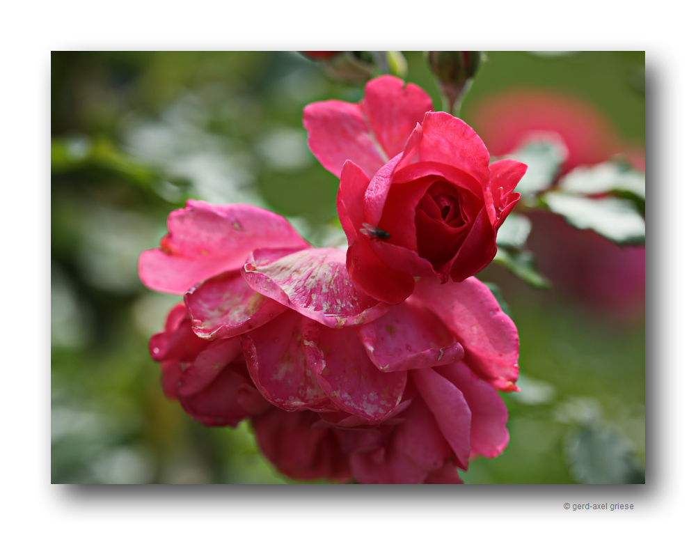 Rose # 4672