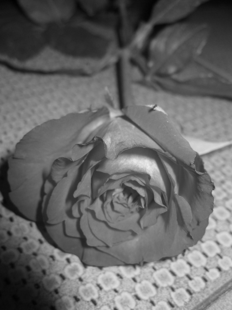 Rose´