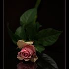 Rose 5