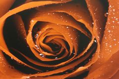 rose