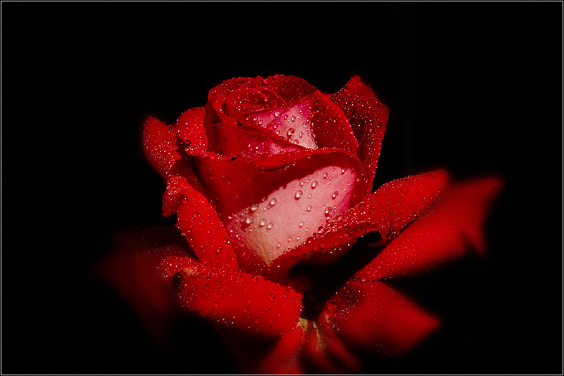 ..Rose..