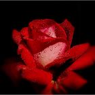 ..Rose..