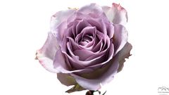 *** Rose *** 