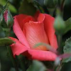 Rose # 5961