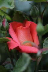 Rose # 5961