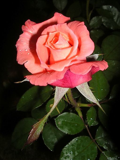 rose....