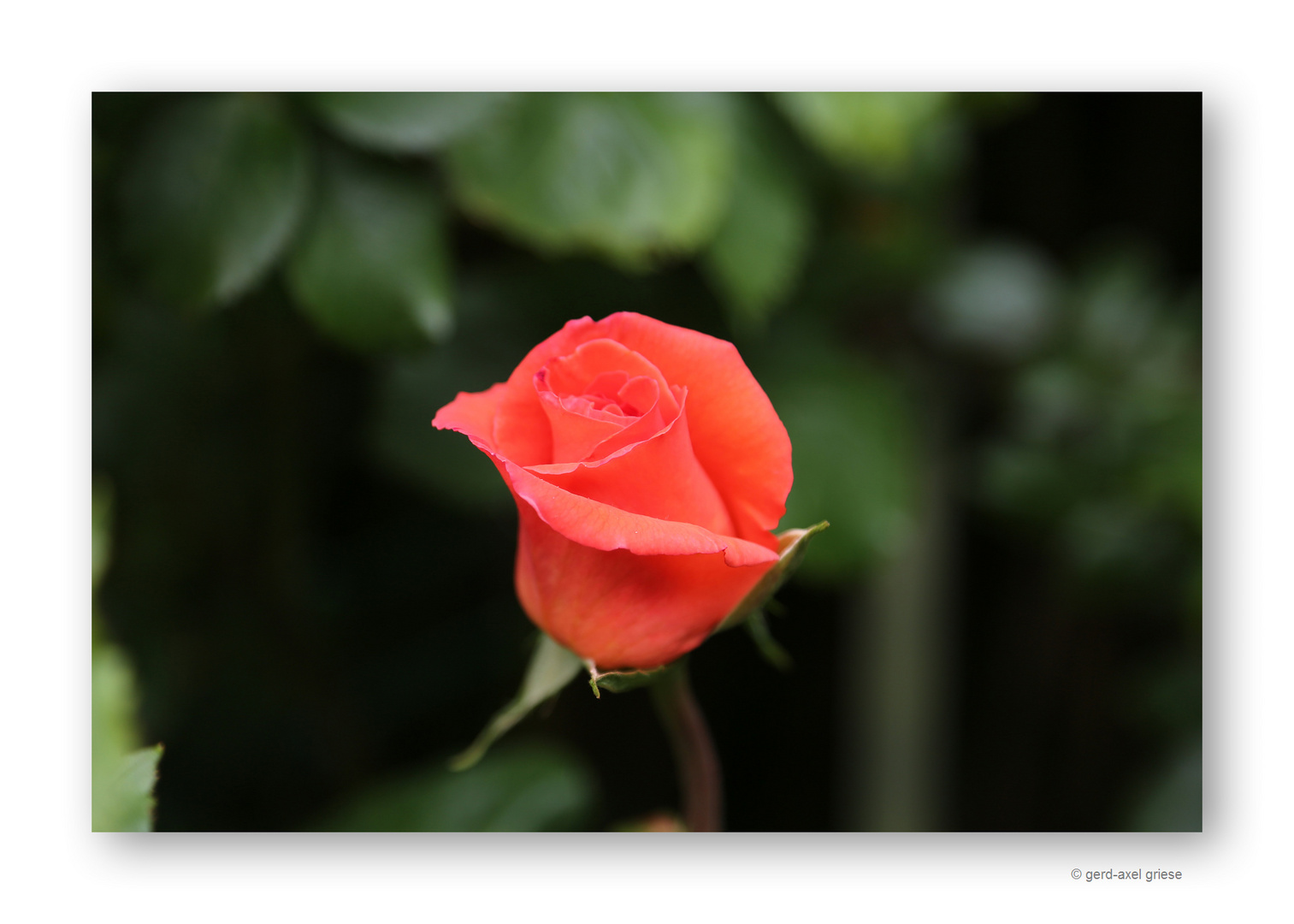 Rose # 6009