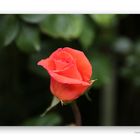 Rose # 6009