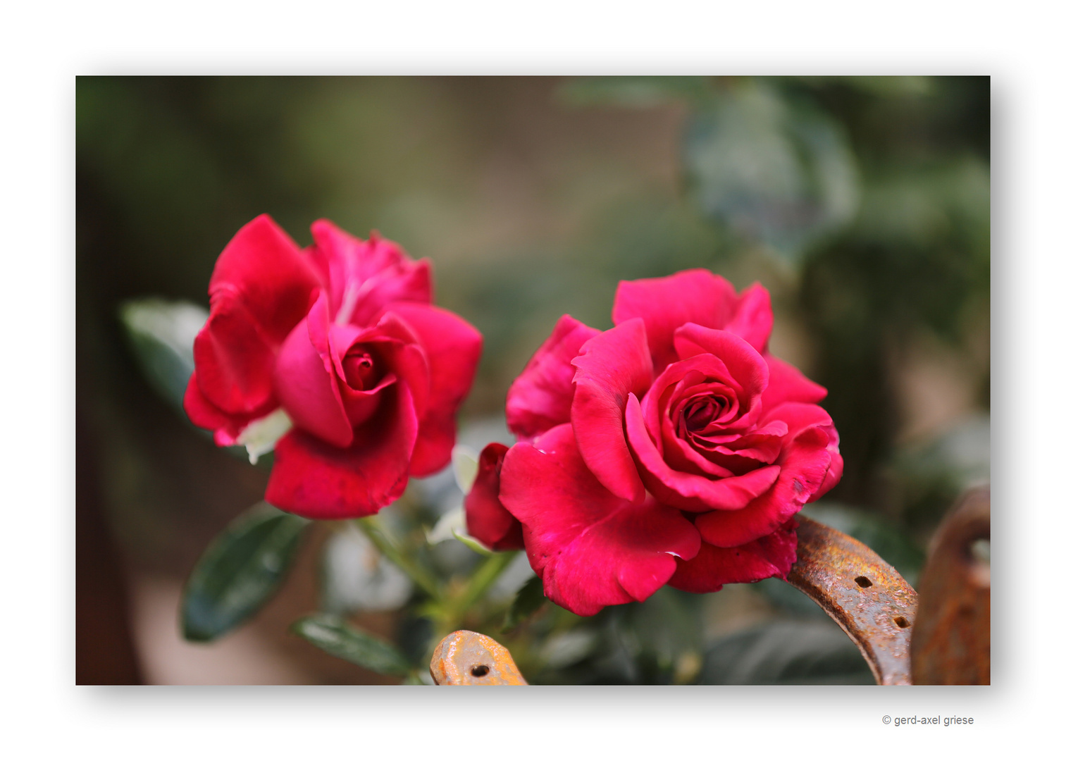 Rose # 6947