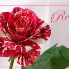 ~ Rose ~