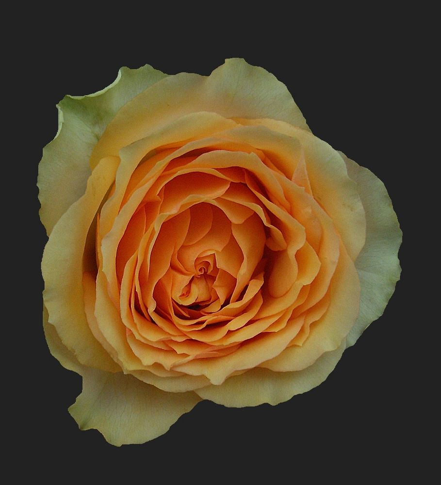 Rose von Maria Kohler 